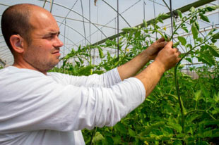 Organic farmer Ruben Ayala inspecting tomato plants