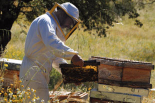 Productor de miel orgánica Sol y Tierra trabajando con colmenas