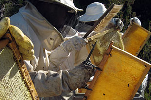 Organic honey producer VerdeMiel working with beehives