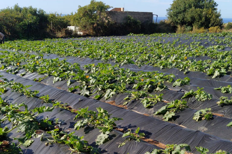 Organic sweet potato, courgette and vegetable producer Antonio Torcuato