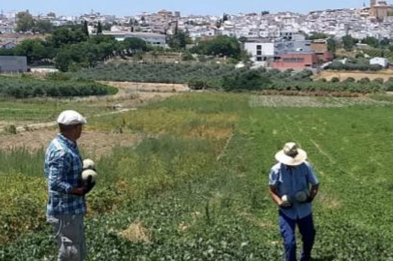 La productora de melón galia ecológico Clara Pecy