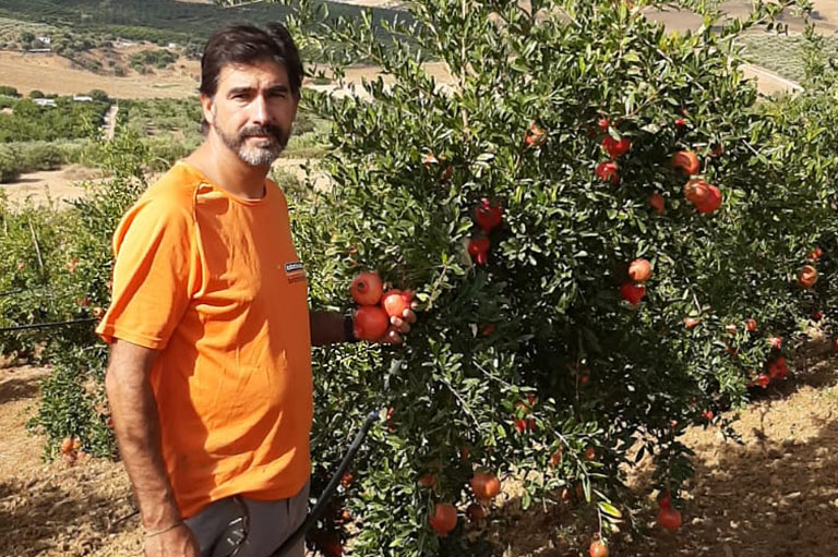 Le producteur de figues, de mangues et de grenades biologiques Jose Antonio Lares