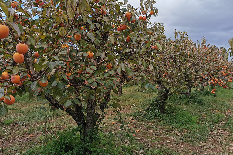 Biologische persimmon producent Maria Dolores Climent