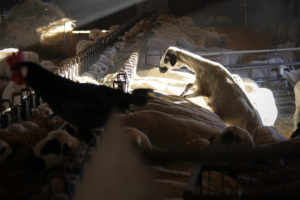 One chicken and a group of sheep feeding from troughs in a covered area