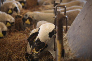 Close-up of a sheep eating dried grass in a covered area, with other sheep eating grass behind