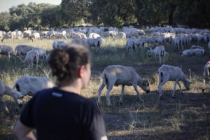 Organic cheese producer Ángeles Santos de Pedro watching a flock of grazing sheep