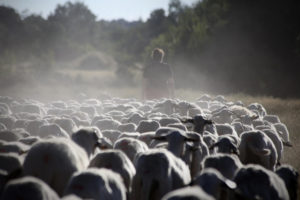 Ángeles Santos de Pedro leading a flock of sheep out to pasture