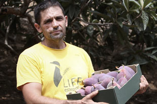 Producteur Carlos Márquez de Frutas Sayalonga