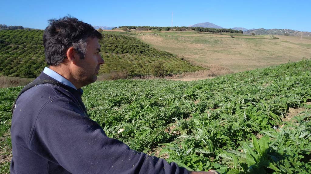 Producteur d'oranges et de citrons biologiques Antonio Gámez