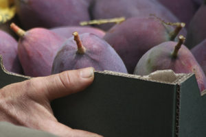 Primer plano de una caja de mangos cosechados