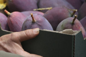 Gros plan sur un carton de mangues récoltées