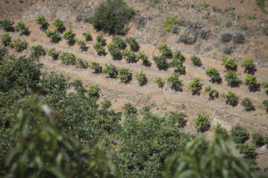 A view looking down from the top of a hill at terraces of mango trees in the sun