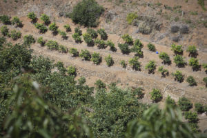 Vista desde la cima de una colina de las terrazas de mangos bajo el sol