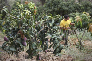 Farmer Carlos Márquez standing behind a mango tree on the side of a hill