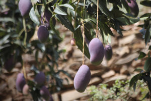 Primer plano de mangos morados colgando de las ramas de un árbol