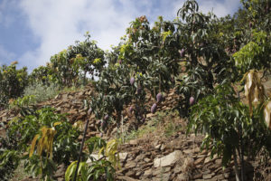 A view from below looking up the terraced side of a hill where mango trees are growing