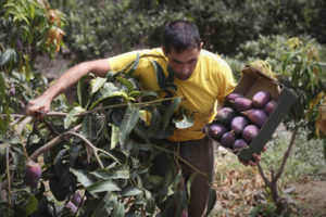 El agricultor Carlos Márquez cosechando mangos en la ladera de una colina