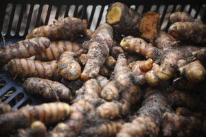 Curcuma fraîchement récolté dans une boîte