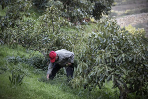 Een man werkt buiten om avocadobomen te rooien