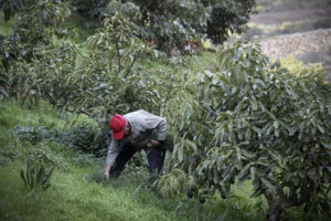 Un hombre trabajando al aire libre limpiando el crecimiento alrededor de los árboles de aguacate