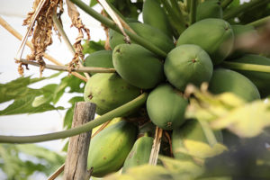 The view looking up at a papaya tree with large green fruit growing at the top
