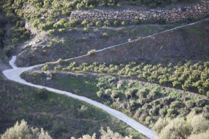 View from above of the farm of David Ruiz, showing a winding road and avocado trees