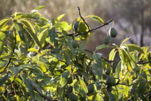 Light shining through the leaves of an avocado tree with fruit hanging from the branches