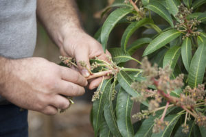 Close-up van een hand die avocadoknoppen aan de boom inspecteert