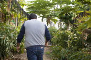View from behind of organic farmer David Ruiz walking through a greenhouse of papaya trees
