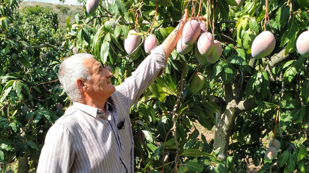 Productor orgánico de aguacate y mango Enrique López