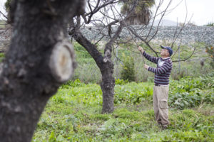 Organic producer Francisco González Martín tending to one of his grapefruit trees