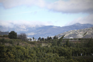 Vista desde la finca de Jesús Villena de árboles de aguacate y montañas lejanas