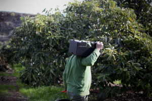A worker carrying a full box of harvested avocados