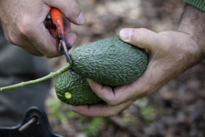 Close-up of the stem being cut away from a freshly-harvested avocado
