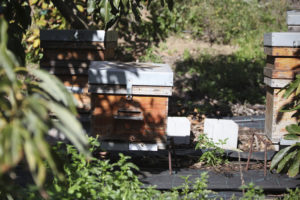 Bee hives placed on the ground among avocado trees