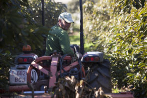 Een arbeider rijdt met een tractor tussen de rijen avocadobomen