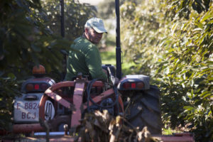 Un trabajador conduciendo un tractor entre hileras de aguacates