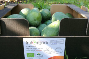 A box of avocados marked with a Frutorganic label