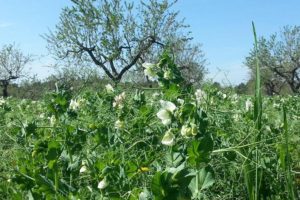 A field of bean plants with flowers, growing close to olive trees