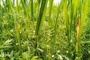 Close-up of a diverse range of plants growing together in a field