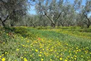 A field of flowering dandelions growing beneath olive trees