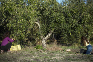 An olive tree being harvested