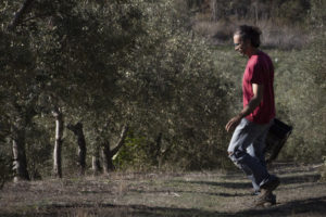 Rafael García walking between olive trees