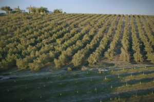 Een panorama van de olijfgaarden van biologische producent Olivo Vivo