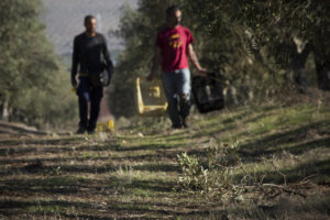 Rafael García en een arbeider dragen verpakkingskratten terwijl ze tussen rijen olijfbomen lopen