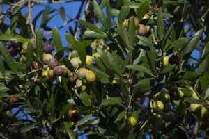 View from the ground of a tree full of olives