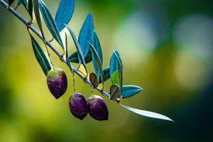 Close-up of a tree branch with olives hanging from it