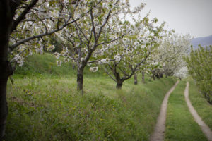 Rijen bloeiende kersenbomen naast een lang zandpad