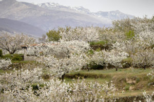 Uitzicht over lage terrassen en rijen kersenbomen, allemaal gevuld met witte bloesem