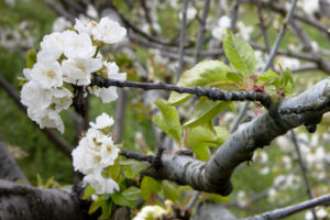 Primer plano de cerezos blancos en flor en el árbol y aparición de nuevas hojas verdes